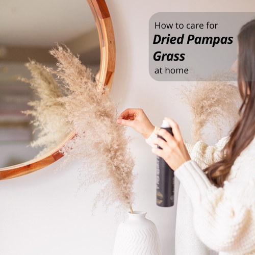 How To Care For Dried Pampas Grass At Home