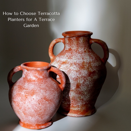 How to Choose Terracotta Planters for A Terrace Garden