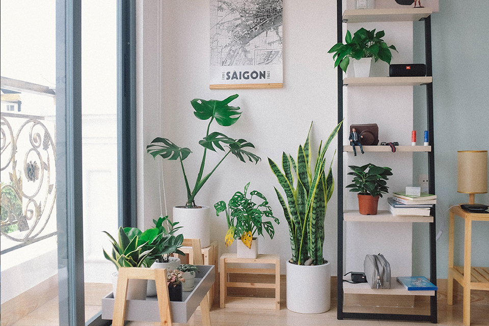 Small_Plants_or_Large_Plants