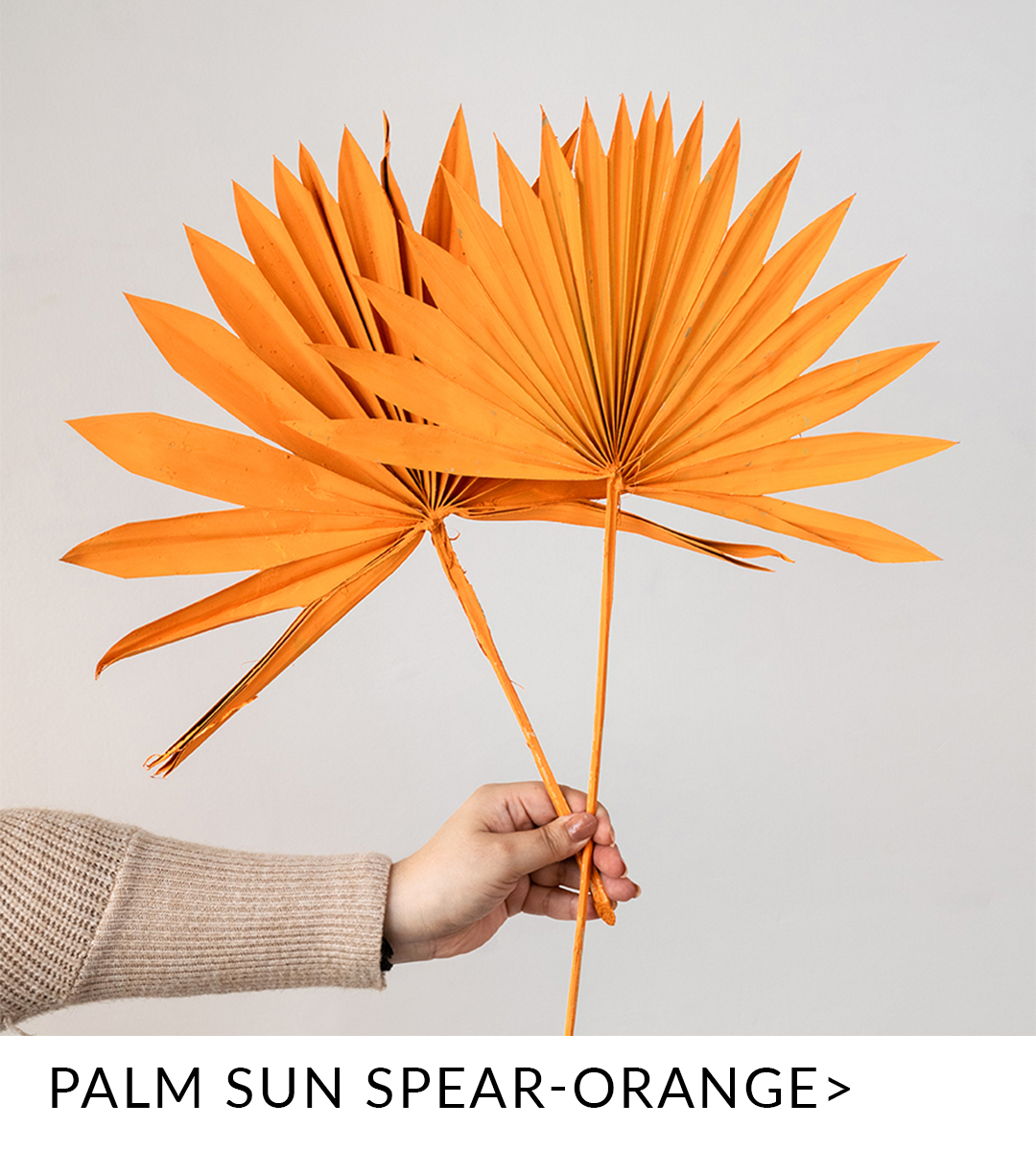 sun palm orange